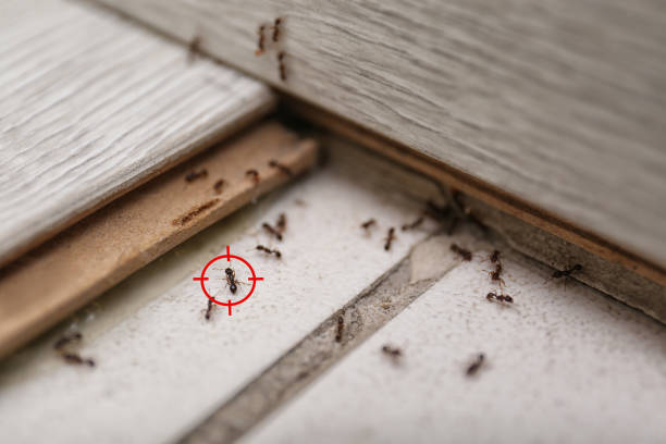 Best Pest Control for Homes  in Federalsburg, MD